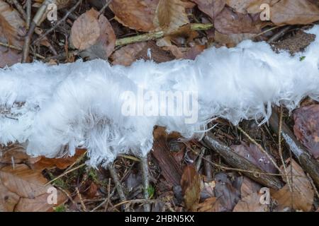 Haareis entstand auf verfallendem Holz, Sidwood, Northumberland, Großbritannien Stockfoto