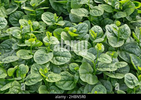 Malabar-Spinat (Rau Mong Toi) 'Basella Alba' wächst im Gewächshaus, asiatisches Gemüse. Stockfoto