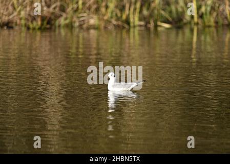 Wintermöwe (Chroicocephalus ridibundus) Schwimmen in der Mitte eines Sees in der späten Herbstsonne in Großbritannien, reflektiert im Wasser Stockfoto