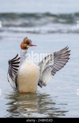 Merganser im Wasser. Ein Gänsehaut-Eurasisch. Mergus merganser breitet Flügel aus. Schönheit in der Natur. Stockfoto