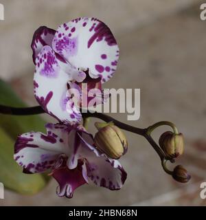 Weiß und lila gefleckte Mottenorchidee mit Knospen vor beigem Hintergrund Stockfoto