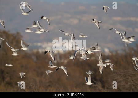 Schwarzenmöwen fliegen, Guadalhorce Reservat, Malaga, Andalusien, Spanien. Stockfoto