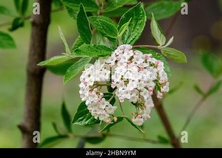 Strauch mit vielen zarten weißen Blüten der Viburnum carlesii-Pflanze, die allgemein als arrowwood oder koreanisches Gewürz Viburnum bekannt ist, in einem Garten in einem sonnigen Frühling Stockfoto