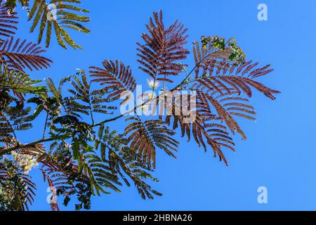Rosa Blüten und Blätter von Albizia julibrissin sind allgemein als persischer Seidenbaum in Richtung klaren blauen Himmel bekannt, in einem Garten an einem sonnigen Sommertag Stockfoto