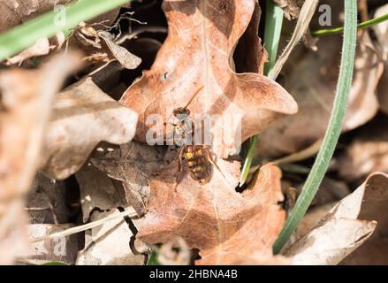 Ruhende, aromatische Nomadenbiene (Nomada flava) Stockfoto