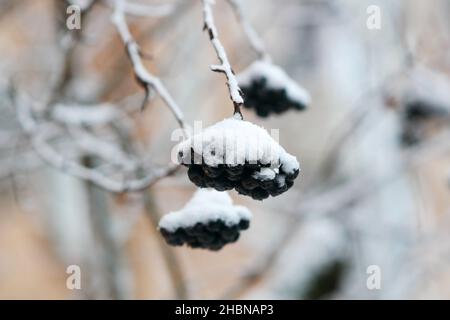 Aronia (schwarze Eberesche) im Winter, ein Zweig mit Beeren unter einem Schneehut . Aronia melanocarpa. Familie Rosales Stockfoto