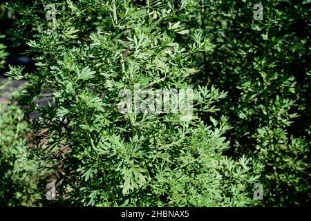 Nahaufnahme von frischen grünen Blättern von Artemisia absinthium, bekannt als großer Wermut oder Absinth, in einem Garten an einem sonnigen Frühlingstag, Hintergrundphotographe Stockfoto