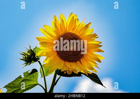 Eine schöne, leuchtend gelbe Sonnenblume vor einem strahlend blauen Himmel Stockfoto