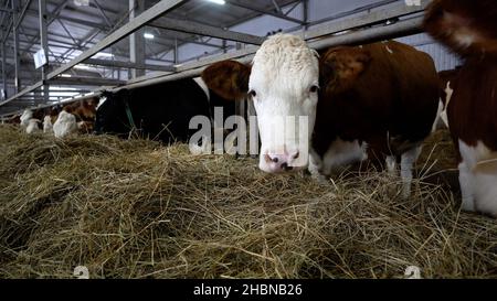 Die Kuh frisst Heu im Fahrerlager. Eine Kuh steht in einem Stall und isst Gras. Viele Kühe auf dem Bauernhof im Winter. Stockfoto