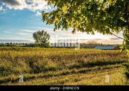 Ein Farmfeld voller Sonnenblumen in Hardwick, Massachusetts Stockfoto