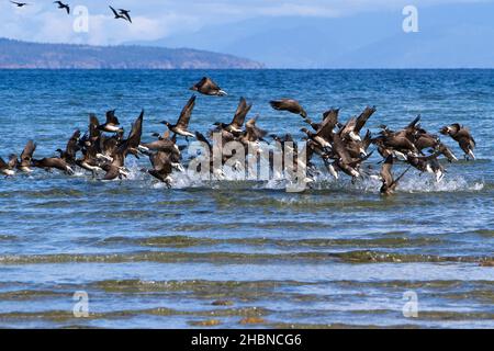 Eine Herde brent-Gänse (Branta bernicla), die im märz während der Heringslaichsaison in der Parksville Bay, Vancouver Island, BC, Kanada, in die Luft fliegen. Stockfoto