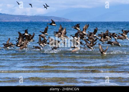 Eine Herde brent-Gänse (Branta bernicla), die im märz während der Heringslaichsaison in der Parksville Bay, Vancouver Island, BC, Kanada, in die Luft fliegen. Stockfoto