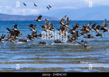 Eine Herde brent-Gänse (Branta bernicla), die im märz während der Heringslaichsaison in der Parksville Bay, Vancouver Island, BC, Kanada, in die Luft fliegen. Stockfoto