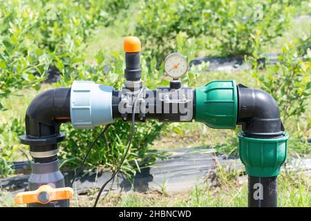 Nahaufnahme der Kontrollkomponenten des Tropfbewässerungssystems der Heidelbeeren-Farm. Stockfoto