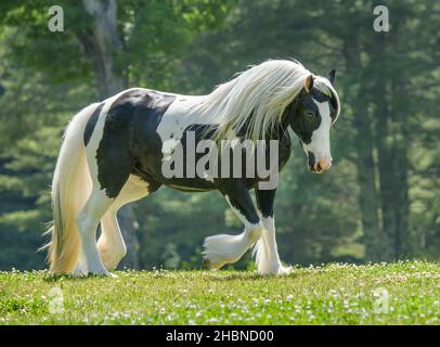Die Stute Gypsy Vanner Horse trabt über den Grashalm Stockfoto