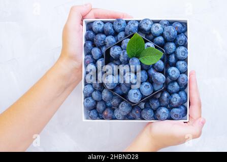 Ansicht der weiblichen Hände mit einer Schachtel voller frischer, reifer Blaubeeren. Draufsicht, neutraler Hintergrund, Kopierbereich. Stockfoto