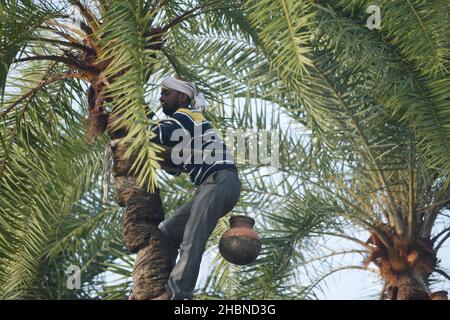 Ein Mann, der Saft von einer Dattelpalme sammelt. Der Mann schält Rinde an der Spitze des Baumes und befestigt einen Topf, um die Flüssigkeit zu sammeln. Agartala, Tripura, Indien. Stockfoto