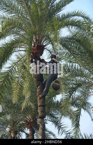 Ein Mann, der Saft von einer Dattelpalme sammelt. Der Mann schält Rinde an der Spitze des Baumes und befestigt einen Topf, um die Flüssigkeit zu sammeln. Agartala, Tripura, Indien. Stockfoto