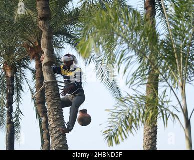 Ein Mann, der Saft von einer Dattelpalme sammelt. Der Mann schält Rinde an der Spitze des Baumes und befestigt einen Topf, um die Flüssigkeit zu sammeln. Agartala, Tripura, Indien. Stockfoto