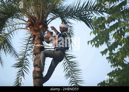 Ein Mann, der Saft von einer Dattelpalme sammelt. Der Mann schält Rinde an der Spitze des Baumes und befestigt einen Topf, um die Flüssigkeit zu sammeln. Agartala, Tripura, Indien. Stockfoto