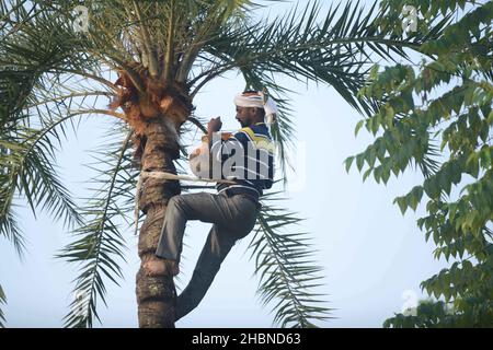 Ein Mann, der Saft von einer Dattelpalme sammelt. Der Mann schält Rinde an der Spitze des Baumes und befestigt einen Topf, um die Flüssigkeit zu sammeln. Agartala, Tripura, Indien. Stockfoto