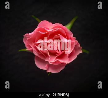 Studioaufnahme der Blume auf schwarzem Hintergrund. Flach liegend, Draufsicht. Stockfoto
