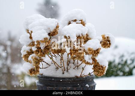 Eine Winterszene einer Hortensienpflanze in einem Pflanzentopf, bedeckt mit Schnee in einem Garten in Nanaimo, Vancouver Island, BC, Kanada im Februar. Stockfoto