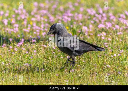 Dohlen, die in einem öffentlichen Garten nach Nahrung futterieren. Vögel der Städte. Frankreich, Europa. Stockfoto