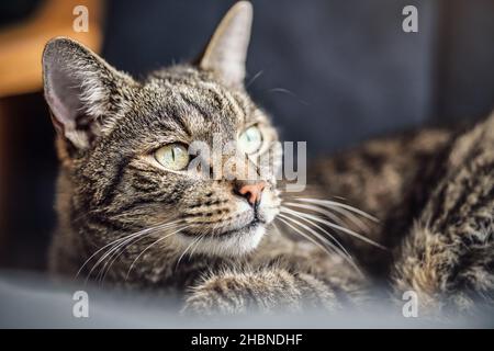 Graubraun gestromte Katze, die auf dem Sessel ruht, neugierig aussehend, Nahaufnahme Detail auf seinem Kopf Stockfoto