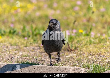 Dohlen, die in einem öffentlichen Garten nach Nahrung futterieren. Vögel der Städte. Frankreich, Europa. Stockfoto