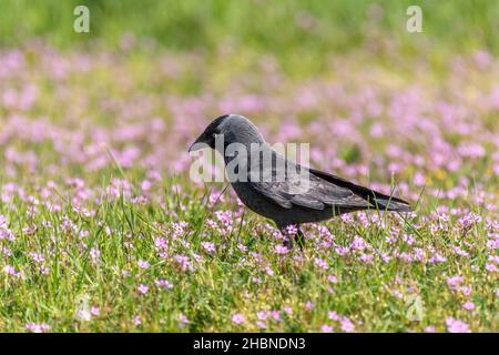 Dohlen, die in einem öffentlichen Garten nach Nahrung futterieren. Vögel der Städte. Frankreich, Europa. Stockfoto