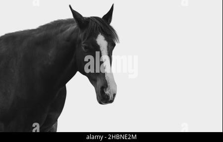 Schwarzes Pferd Gesicht Isoliert In Den Weißen Hintergrund Stockfoto