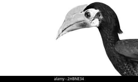 Schöner Palawan Hornbill Nahaufnahme Auf Weißem Hintergrund Stockfoto