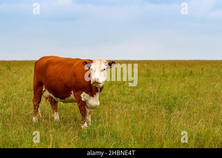 Braune und weiße Kuh, die auf einem Feld mit langem Gras steht und die Kamera anschaut. Keine Personen. Speicherplatz kopieren. Stockfoto