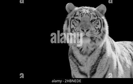 Gefährliche Schwarz-Weiß-Tiger Portrait Gesicht Stockfoto