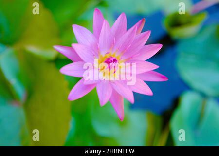 Lila Seerose im Allerton Garden auf Kauai Stockfoto