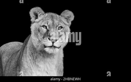 Löwenporträt Nahaufnahme Gesicht Auf Dem Schwarzen Hintergrund Stockfoto