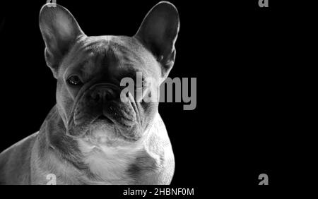 Schwarz-Weiß Französisch Bulldog Portrait Auf Dem Schwarzen Hintergrund Stockfoto