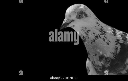 Spotted Pigeon Portrait Auf Dem Dunklen Hintergrund Stockfoto