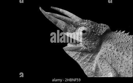 Schwarz Und Weiß Drei Gehörnte Chamäleon Gesicht Auf Dem Schwarzen Hintergrund Stockfoto