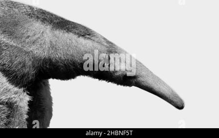 Riesige Ameisenbären Nahaufnahme Isoliert Auf Dem Weißen Hintergrund Stockfoto