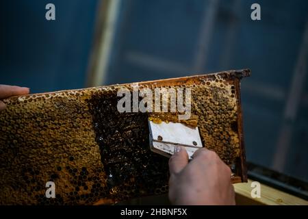 Die Waben mit dem Schaber von Hand aufdecken, Honigernte Stockfoto