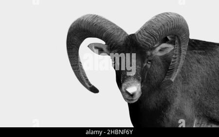 Bighorn Schafe In Den Weißen Hintergrund Isoliert Stockfoto