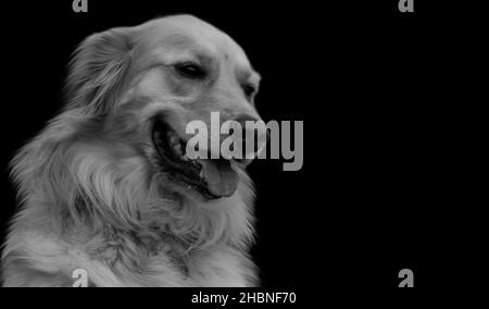 Schwarz-Weiß Golden Retriever Dog Gesicht Auf Dem Schwarzen Hintergrund Stockfoto