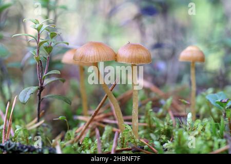 Galerina vittiformis, bekannt als haarige Beinglocke, wilder Pilz aus Finnland Stockfoto