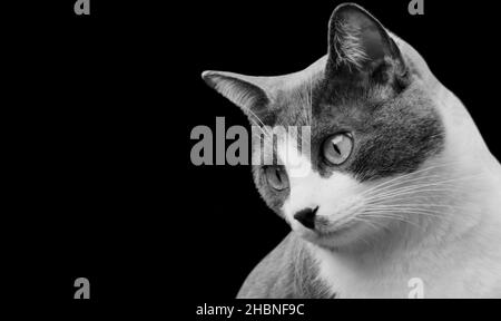 Niedliche Schwarz-Weiße Katze Gesicht In Den Dunklen Hintergrund Stockfoto