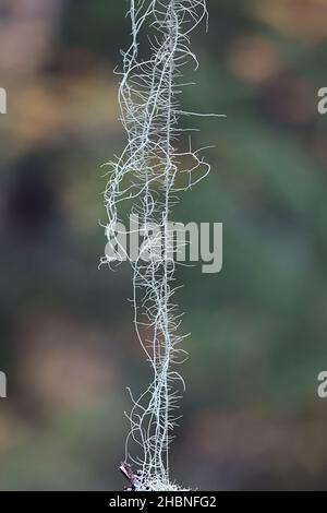 Usnea dasypoga, auch Usnea filipendula genannt, allgemein bekannt als Fischgrätenbarte Stockfoto