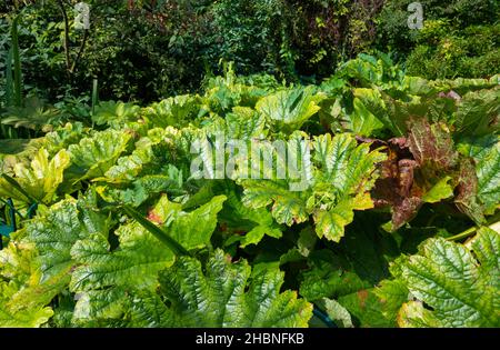 Darmera peltata Pflanze (Indischer Rhabarber, Regenschirmpflanze, Peltiphyllum peltatum) wächst neben einem Teich im Spätsommer / frühen Herbst in England, Großbritannien. Stockfoto