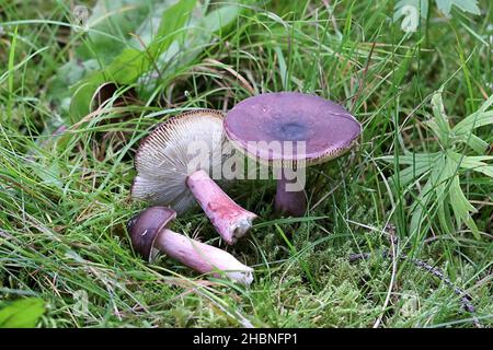 Täubling Xerampelina, allgemein bekannt als Krabbe-Brittlegill oder Garnelenpilz, wilder essbarer Pilz aus Finnland Stockfoto