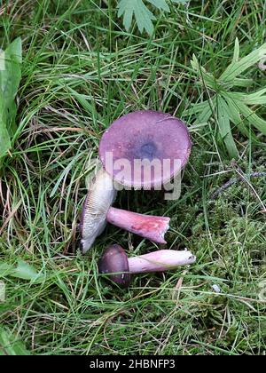 Täubling Xerampelina, allgemein bekannt als Krabbe-Brittlegill oder Garnelenpilz, wilder essbarer Pilz aus Finnland Stockfoto